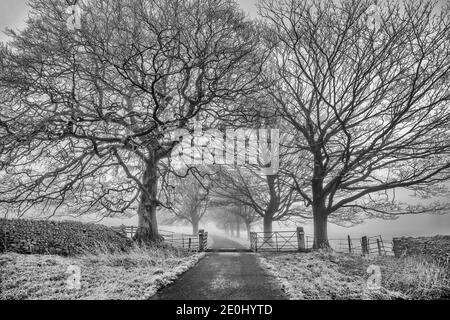 Alberi di inverno Foto Stock