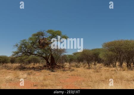 L'uccello tessitore socievole, Philetairus socius, nidifica su un ramo di albero, Namibia Foto Stock