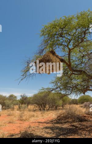 L'uccello tessitore socievole, Philetairus socius, nidifica su un ramo di albero, Namibia Foto Stock