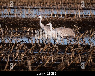 Sandhill gru di Staten Island preservare, California Foto Stock