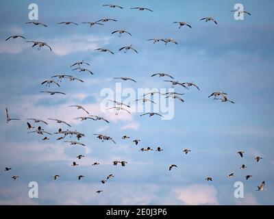 Gru di Sandhill che volano sopra un gregge di oche di Cackling, California Foto Stock