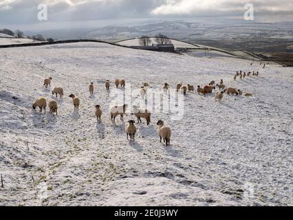 Swaledale razza pecore pascolano nella neve vicino Horton-in-Ribblesdale, Yorkshire Dales National Park, Regno Unito Foto Stock