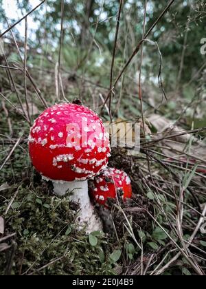 Colpo di closeup di due feroci funghi rossi fly agaric in autunno Foto Stock