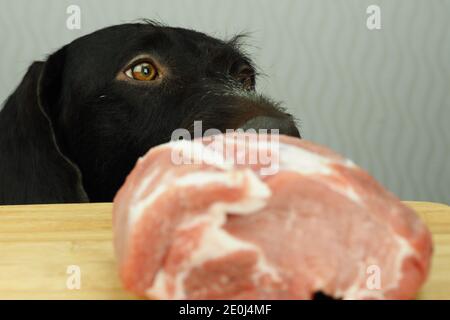 Il muso del cane. Il cane da caccia marrone purosangue guarda un grosso pezzo di carne. Foto Stock