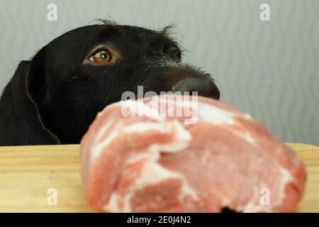 Il muso del cane. Il cane purosangue guarda un pezzo grande di cane Meat.Thoroughbred Foto Stock