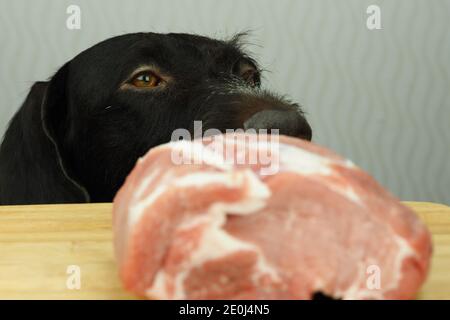 Il muso del cane. Il cane da caccia marrone purosangue guarda un grosso pezzo di carne. Foto Stock