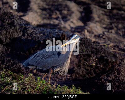 Blue Heron a Staten Island Preserve, California Foto Stock