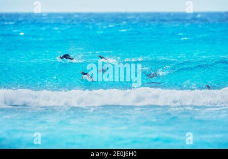 Pinguini Gentoo (Pigocelis papua papua) nuoto, Falkland orientale, Isole Falkland, Sud America Foto Stock