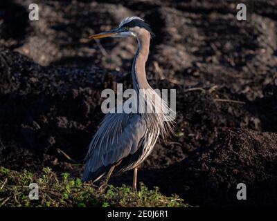 Blue Heron a Staten Island Preserve, California Foto Stock