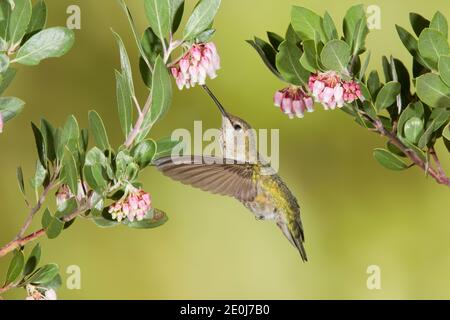 Donna di Anna Hummingbird, Calypte anna, che si nuote a fiori di Manzanita foglia di punta, artostaphylos pungens. Foto Stock