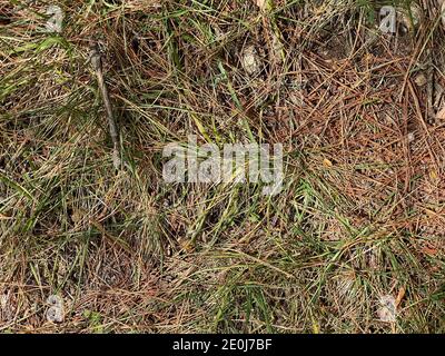 Le foglie marroni di pini secchi che sono caduti sul terreno in spagna Foto Stock