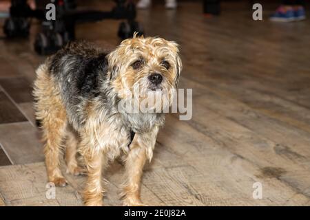 Un carino marrone e nero Yorkshire terrier cane guardare triste e sconvolto Foto Stock