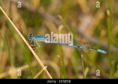 Bluet a doppia striscia maschio, Enallagma basidens, Coenagridionidae. Foto Stock