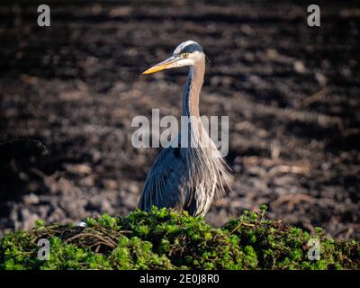 Blue Heron a Staten Island Preserve, California Foto Stock