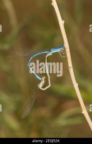 Bluet Dasselfly a doppia striscia maschio e femmina in ruota, Enallagma basidens, Coenagrifonidae. Foto Stock