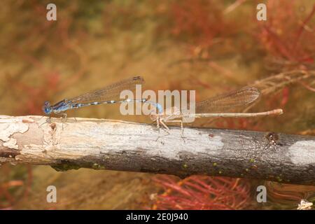 Ballerino con anello blu Dasselfly maschio e femmina in tandem, Argia sedula, Coenagridionidae. Foto Stock