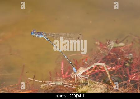 Ballerino con anello blu Dasselfly maschio e femmina in tandem, Argia sedula, Coenagridionidae. Uova di posa femminili. Foto Stock