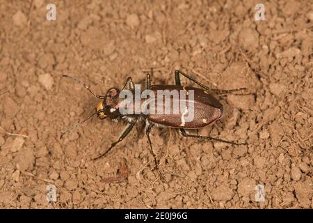 Betle di tigre boreale a long-lipped, Cicindela longilabris laurentii, Cicindelidae. Lunghezza 16 mm. Foto Stock