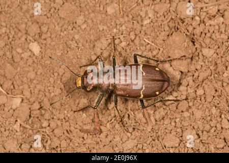 Betle di tigre boreale a long-lipped, Cicindela longilabris laurentii, Cicindelidae. Lunghezza 16 mm. Foto Stock