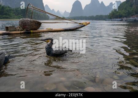 La Cina cormorana pesca il fiume li al tramonto Foto Stock