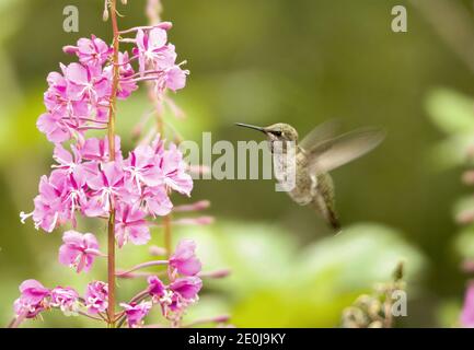 Un colibrì di Anna prende sorsi di nettare ad una pianta di fireweed (chamaenerion angustifolium) nello stato di Washington. Foto Stock