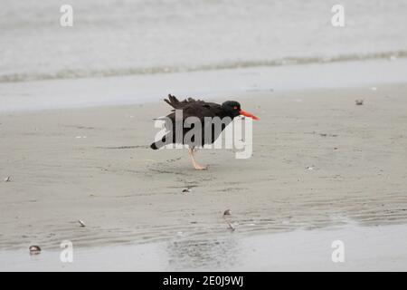 Black Oystercatcher trovare piccole vongole sulla spiaggia. Foto Stock