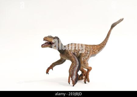 Velociraptor piume pronto ad attaccare isolato su sfondo bianco. Foto Stock