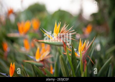 Primo piano di fiore uccello del paradiso fioritura di Strelitzia Reginae nel giardino botanico di Bangkok. Foto Stock