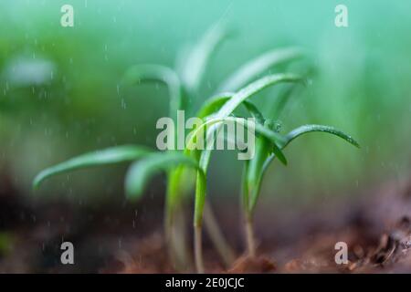 Giovani germogli verdi/germogli spinaci sotto gocce di pioggia, fuoco morbido selettivo. Scatto macro. Nuova pianta di vita Foto Stock