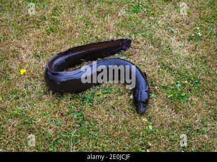 Neozelandese Eel alettato lungo (Anguilla dieffenbachii). Essi crescono a dimensioni e pesi enormi, ad esempio 50 libbre; 5 piedi di lunghezza; 25 kg e vivono a oltre 100 anni. Foto Stock