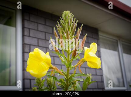 Uno sguardo alla Nuova Zelanda. La mia casa-giardino prodotti biologici. Sera Primrose (Oenotha biennis). Tutta la pianta è commestibile - radice, foglie e fiori. Foto Stock