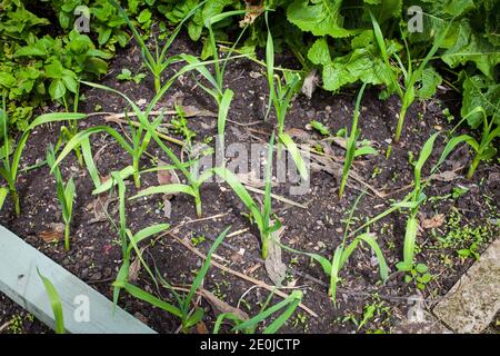 La mia casa-giardino prodotti biologici. Tre tipi di aglio: Elefante (Allium ampeloprasum var. Ampeloprasum), solo (Allium sativum) e aglio normale. Foto Stock