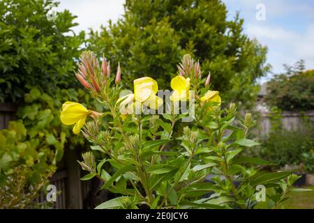 Uno sguardo alla Nuova Zelanda. La mia casa-giardino prodotti biologici. Sera Primrose (Oenotha biennis). Tutta la pianta è commestibile - radice, foglie e fiori. Foto Stock