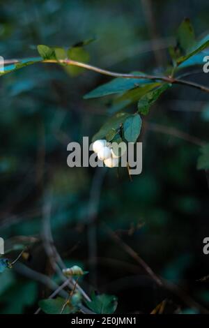 Bacche di neve bianca o di wolfberry nella foresta. Foto Stock