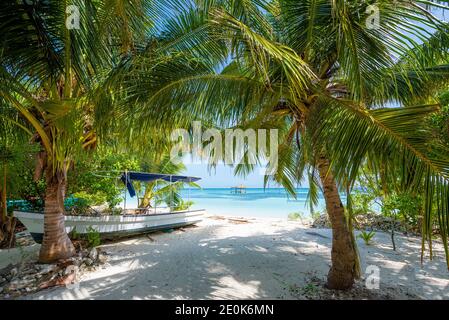 Palme da cocco sulla spiaggia dell'isola di Lankanfinolhu, Maldive Foto Stock