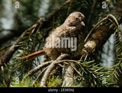 Song Sparrows sono un songbird relativamente comune in molte aree, e spesso non sono troppo timido intorno alla gente. Foto Stock