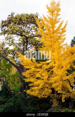 WA18935-00...WASHINGTON - un albero di ginko in un luminoso fogliame autunnale al Kabota Garden, un parco cittadino di Seattle. Foto Stock