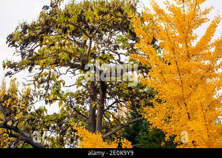WA18937-00...WASHINGTON - tempo di autunno al Kubota Garden mentre l'albero di ginko si trasforma in brillanti colori autunnali a Seattle. Foto Stock