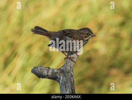 Song Sparrows sono un songbird relativamente comune in molte aree, e spesso non sono troppo timido intorno alla gente. Foto Stock