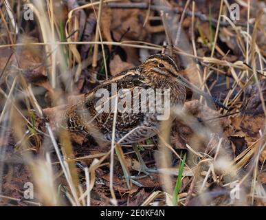 Snipe di Wilson che si fonde perfettamente sullo sfondo. Foto Stock