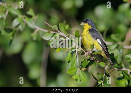 Lesser Goldfinch (Spinus psaltria) maschio arroccato, Texas del Sud, Stati Uniti Foto Stock