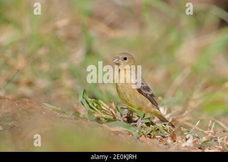 Lesser Goldfinch (Spinus psaltria) femmina, Texas del Sud, Stati Uniti Foto Stock