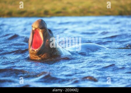 Foca elefante meridionale (Mirounga leonina) maschio ruggito, Isola dei leoni marini, Isole Falkland, Sud Atlantico, Sud America Foto Stock