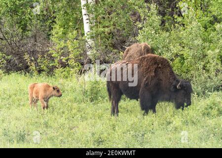 La mandria Aishihik Wood Bison invade lungo l'autostrada Alaskan a sud del lago Watson, Yukon, Canada. Foto Stock