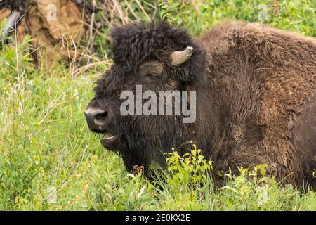 La mandria Aishihik Wood Bison invade lungo l'autostrada Alaskan a sud del lago Watson, Yukon, Canada. Foto Stock