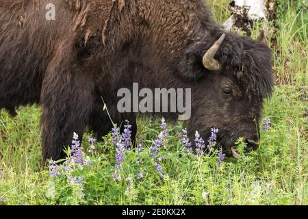 La mandria Aishihik Wood Bison invade lungo l'autostrada Alaskan a sud del lago Watson, Yukon, Canada. Foto Stock