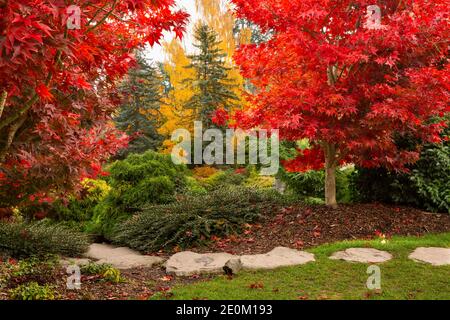 WA18973-00...WASHINGTON - foglie colorate segnano la stagione autunnale ai Kubota Gardens, un parco cittadino di Seattle. Foto Stock