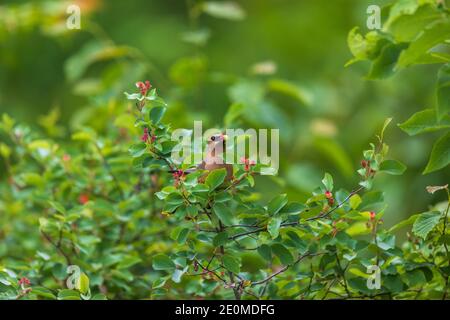 Cedar waxwing mangiare un juneberry nel Wisconsin settentrionale. Foto Stock