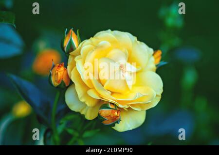 Favoloso giardino giallo rosa con gemme in verde estate rosa giardino Foto Stock