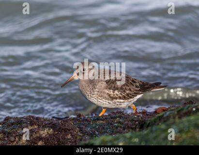 Porpora Sandpiper, Calidris maritima, un piccolo colibrì al Barnegat Inlet, New Jersey Foto Stock